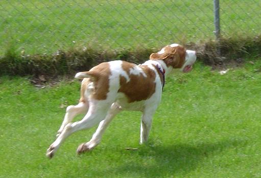 dogness